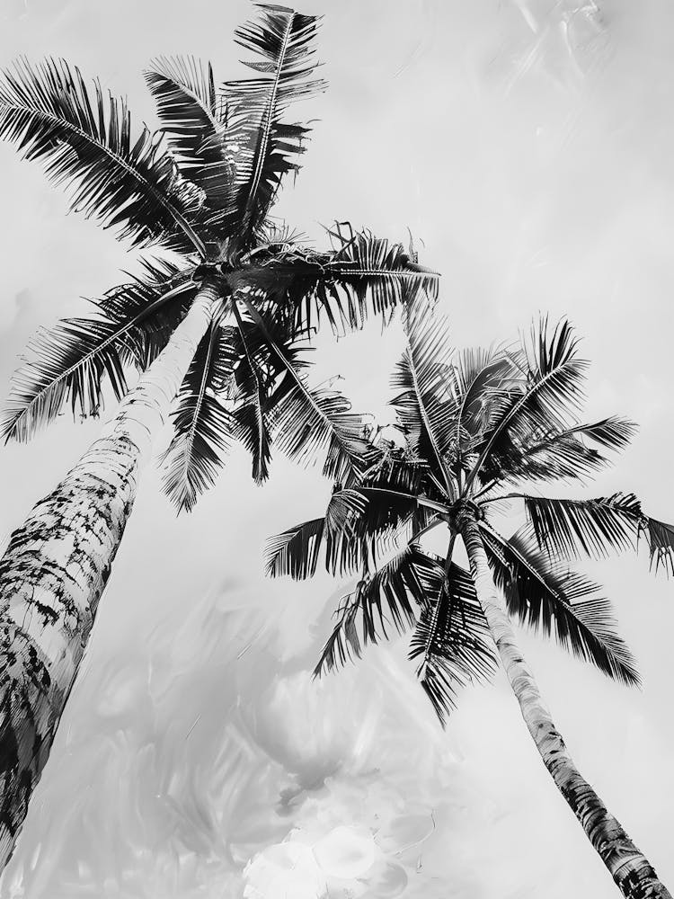 Black And White Palm Trees 11