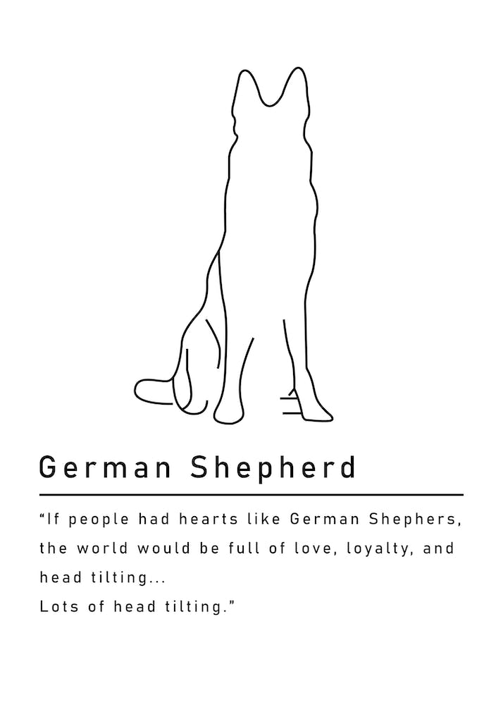 German Shephard 1