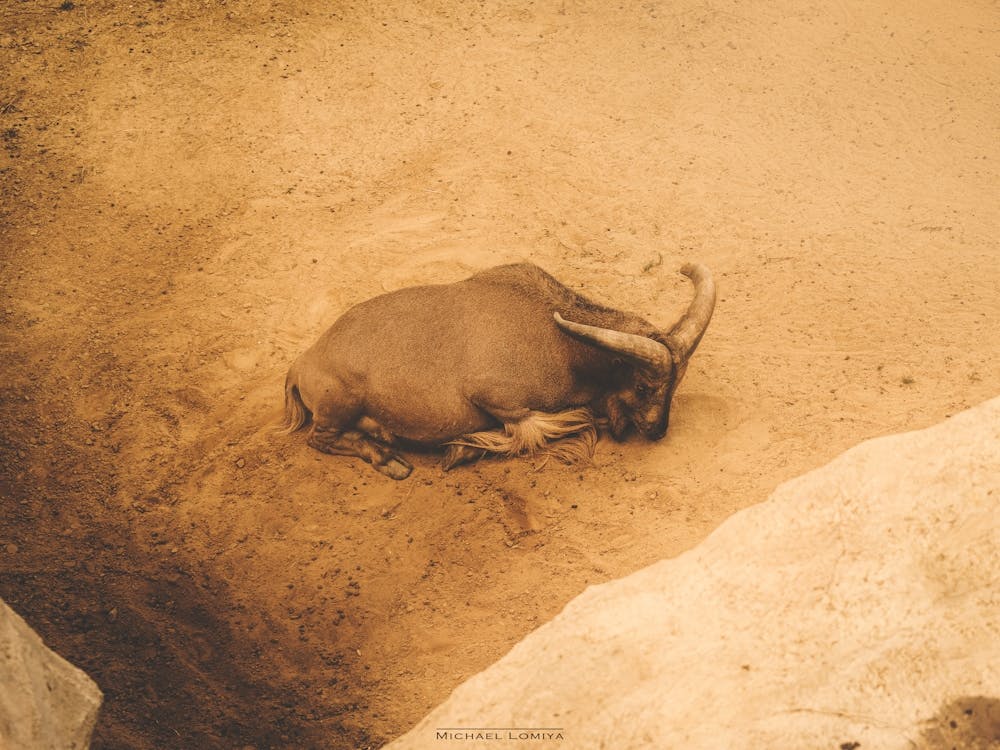 A Lone Mountain Goat Resting