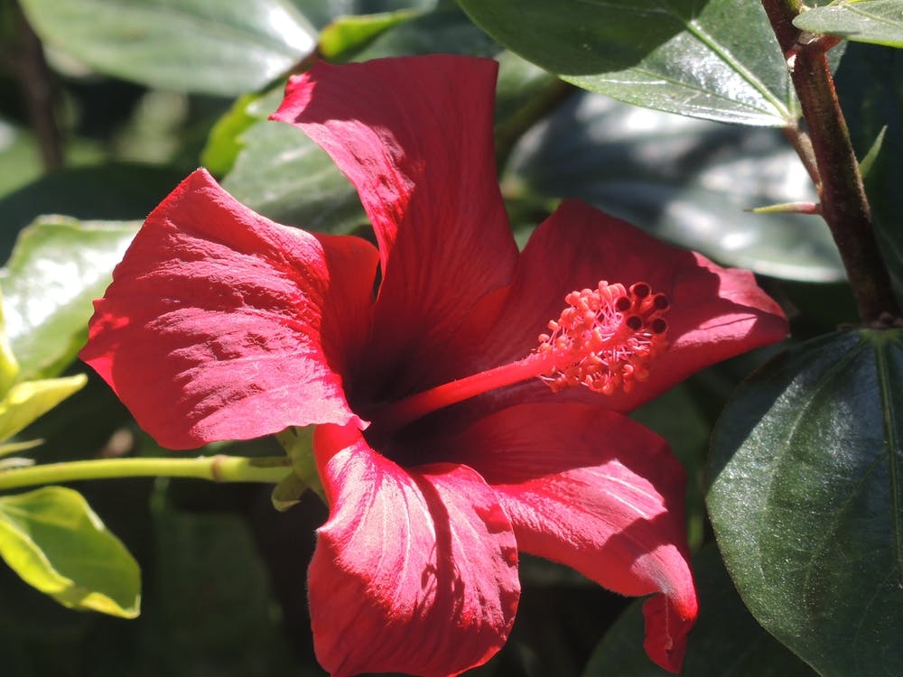 Red Hibiscus Flower