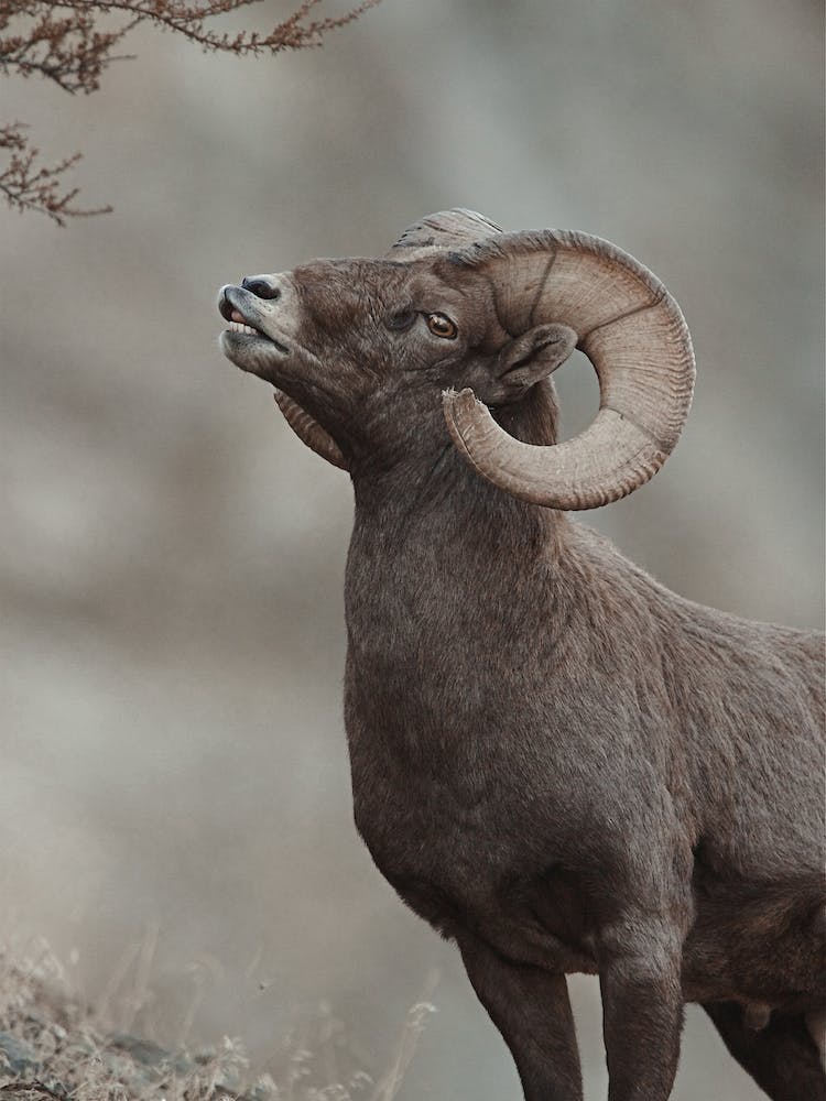 Western Bighorn Sheep