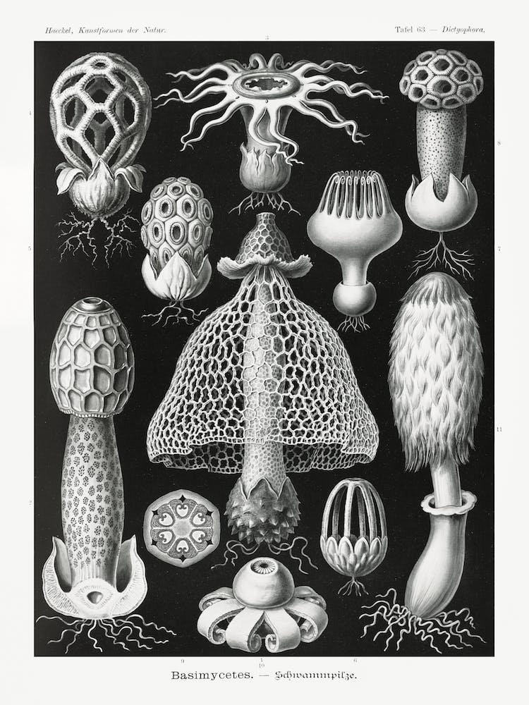 Basimycetes–Schwammpilze, Ernst Haeckel