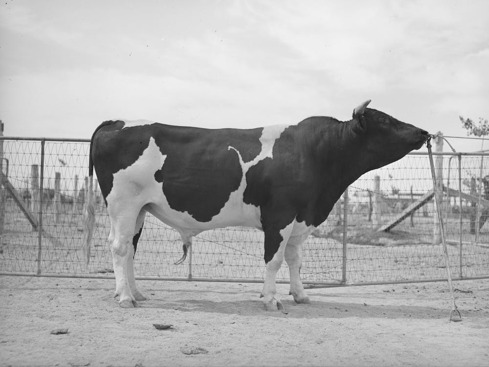 Untitled Photograph, Possibly Related To Pedigreed Holstein Herd Bull At The Casa Grande Valley Farms