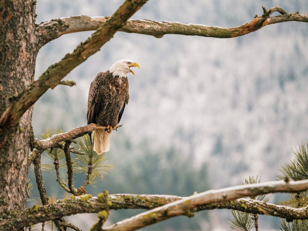 Eagle Looking Over Forest