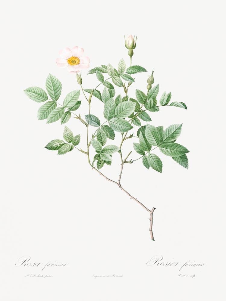 Farinose Rose, Pierre Joseph Redoute