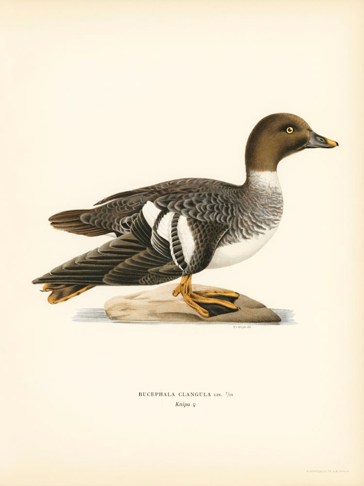 Goldeneye Female, The Von Wright Brothers