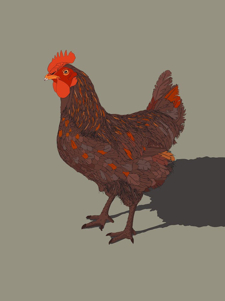 Rooster 1