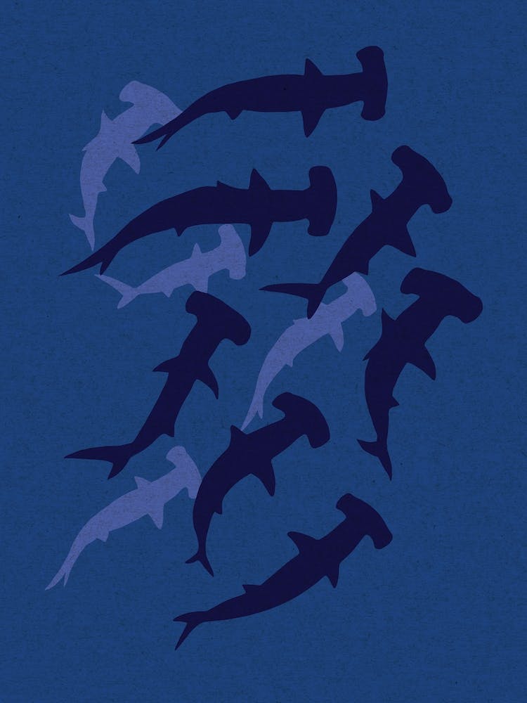 Hammerhai Blau