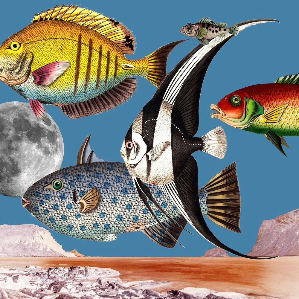 Fish World Blue Square