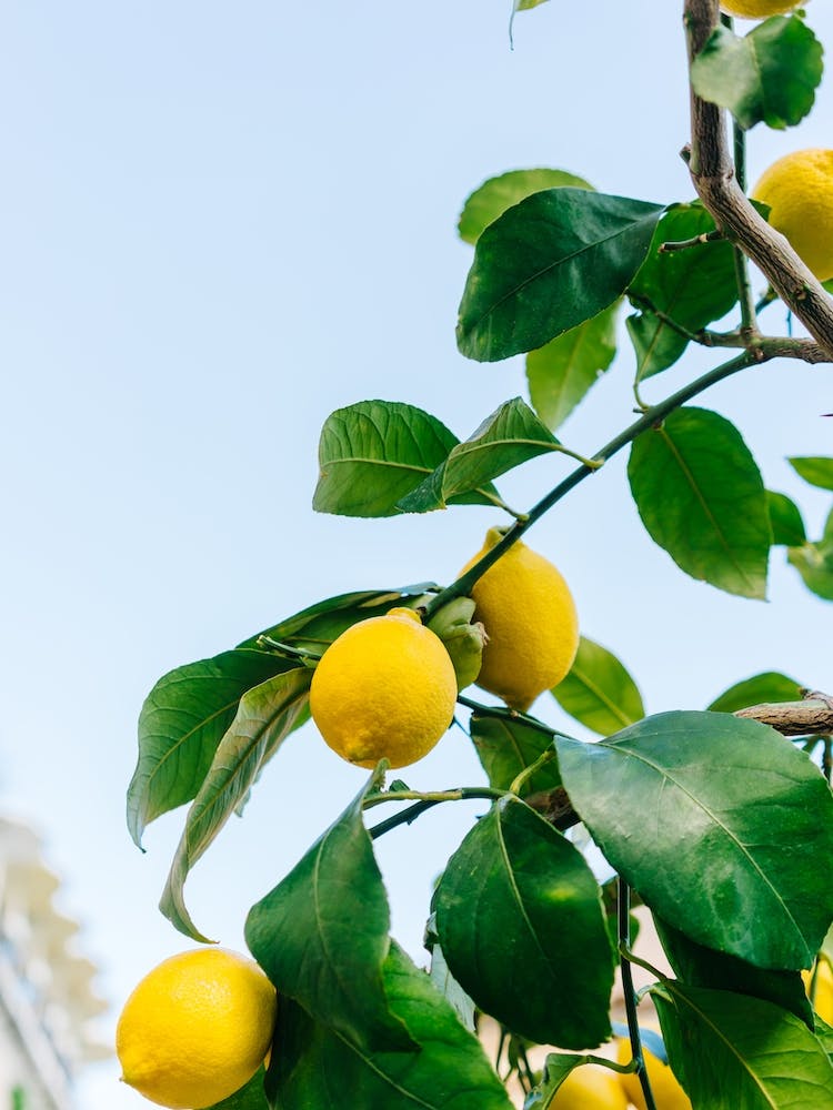 Amalfi Coast Lemons III