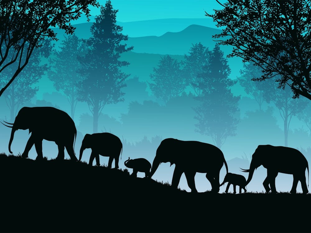 Sonnenuntergang Elefant Tier Silhouette Natur Landschaft Baum Himmel Wild Wildtiere Bauernhof