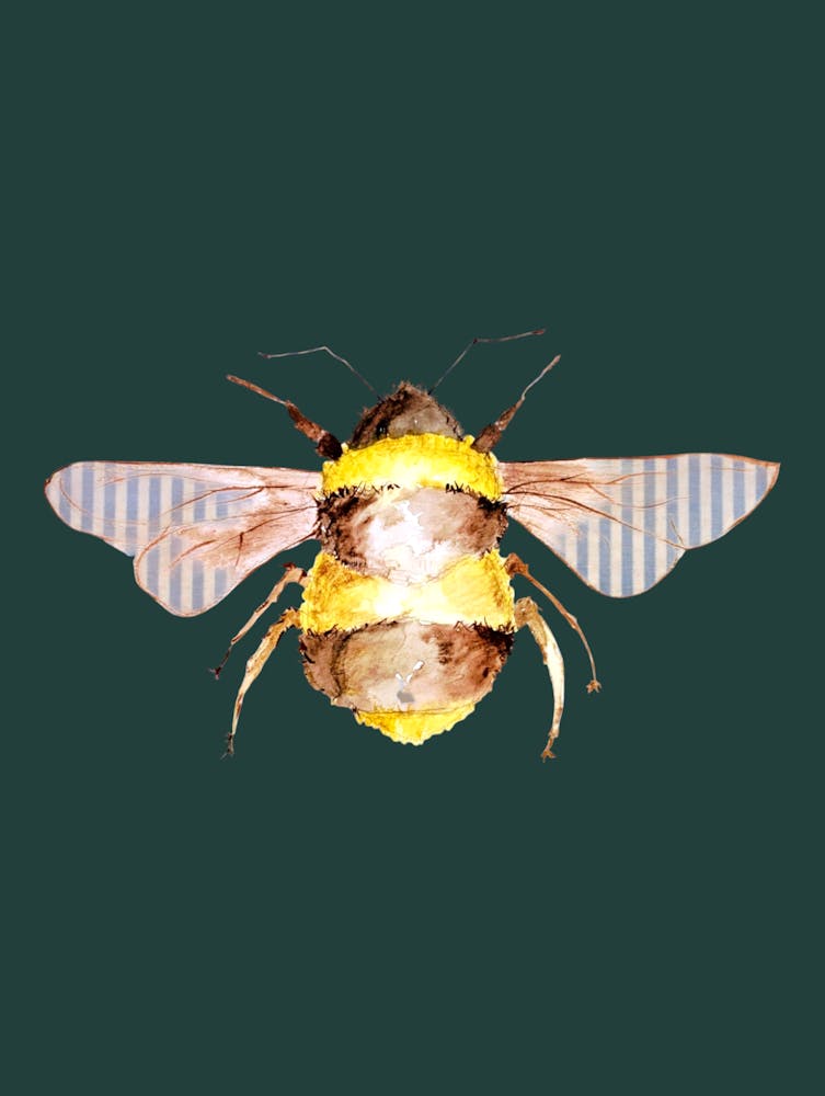 Bumble Bee Illustration