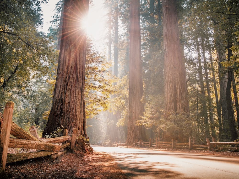 Misty Redwood Forest