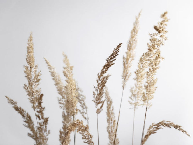 Glorious Golden Pampas Grass