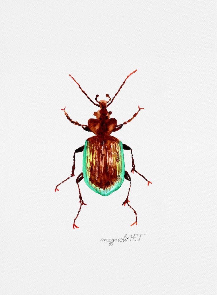 Calosoma scrutator, Caterpillar hunter beetle, watercolor artwork