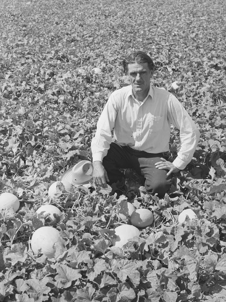 Mr Ernest W Kirk Jr, Fsa (Farm Security Administration) Client, With Honeydew Melons Grown On His Farm