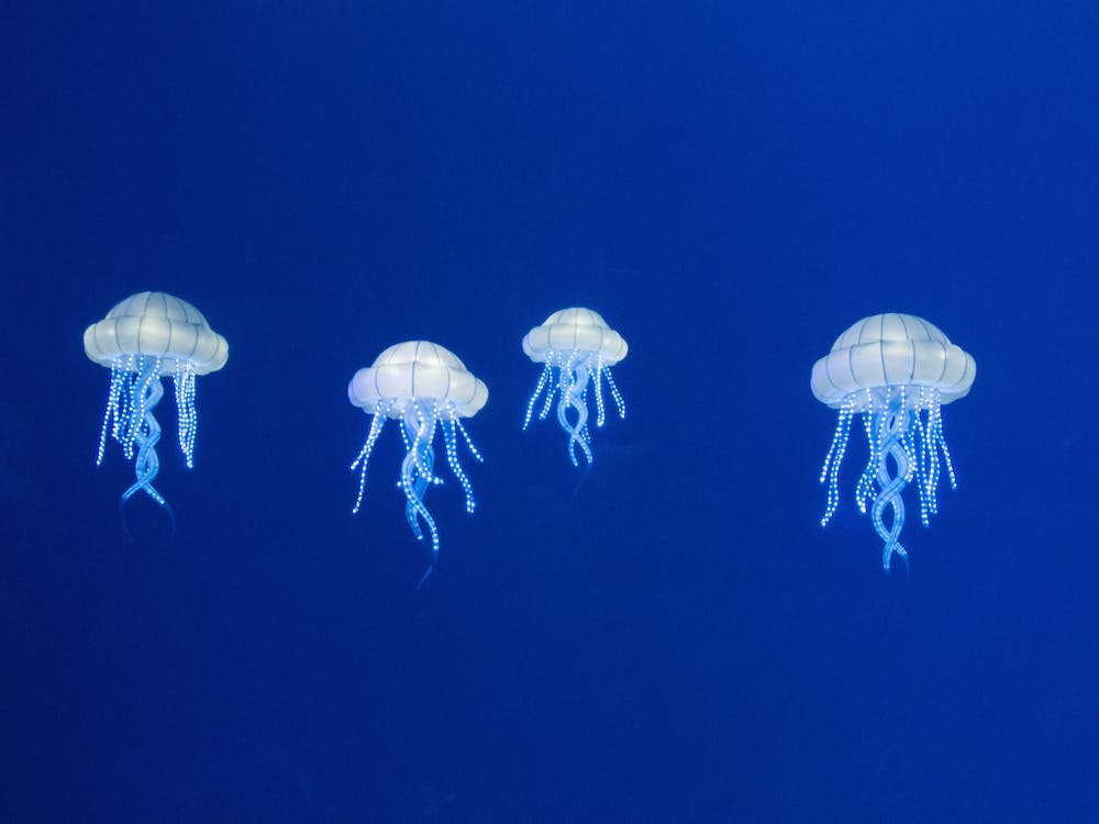 Bright Blue Floating Jellyfish