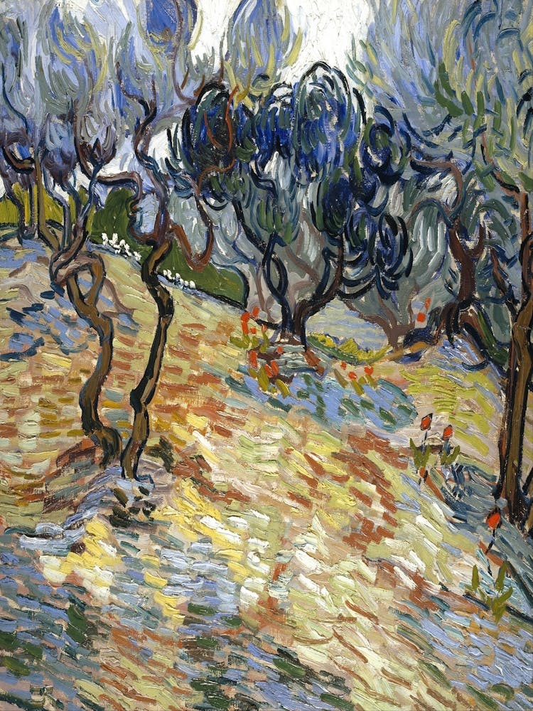 Olive Trees By Vincent Van Gogh 1