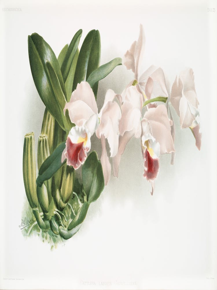 Orchids