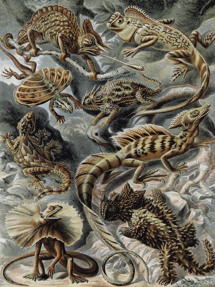 Vintage Haeckel 18 Tafel 79 Lézards