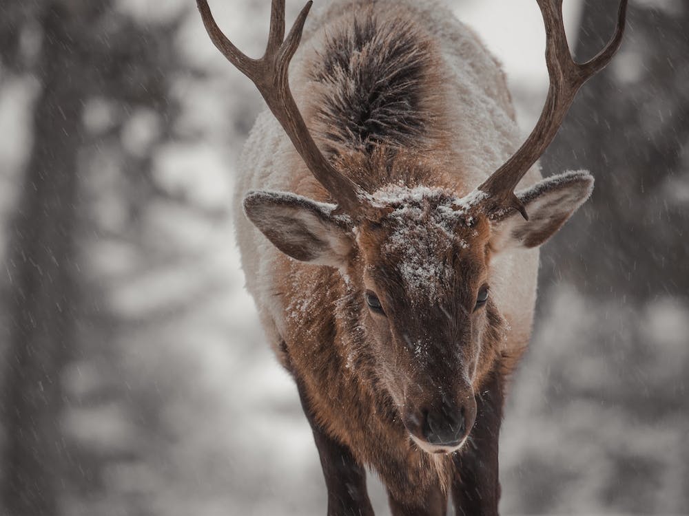 Elk In Snow Storm
