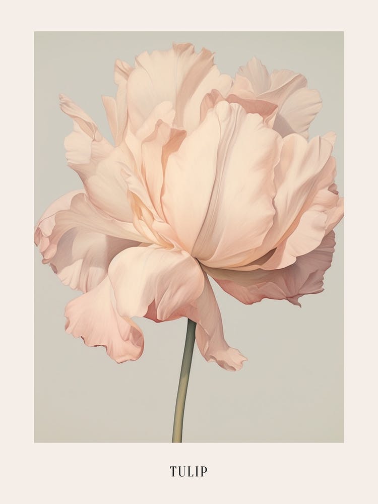 Floral Illustration Tulip 4 Poster