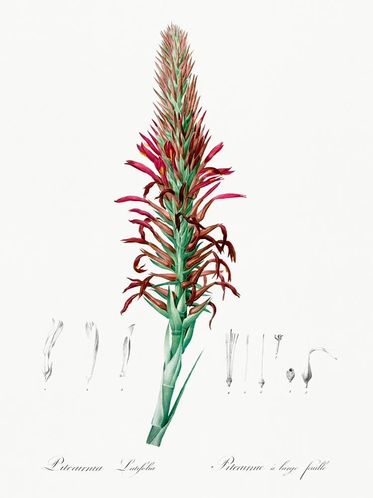 Pitcairnia Latifolia, Pierre Joseph Redoute