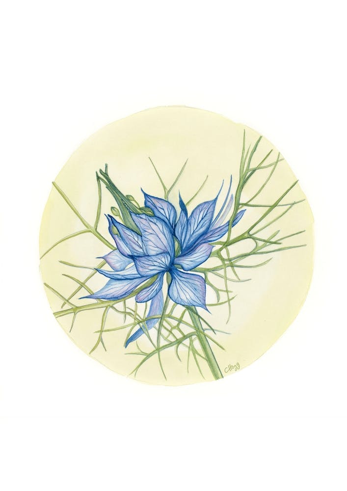 Love in a Mist