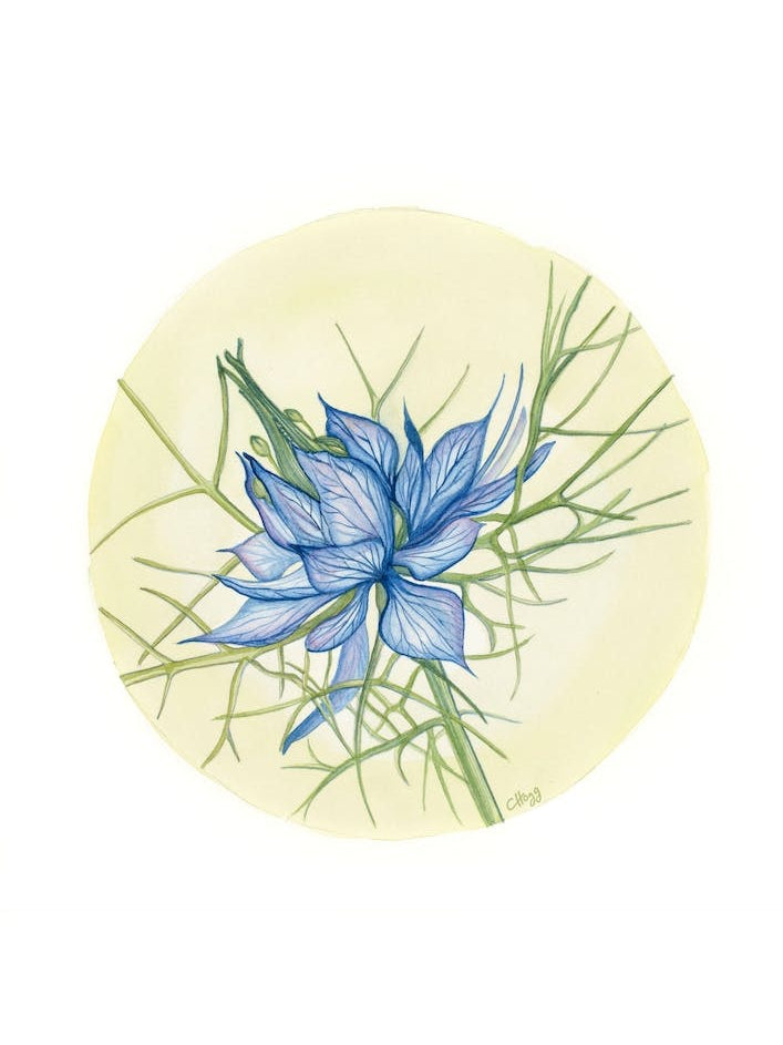 Love in a Mist