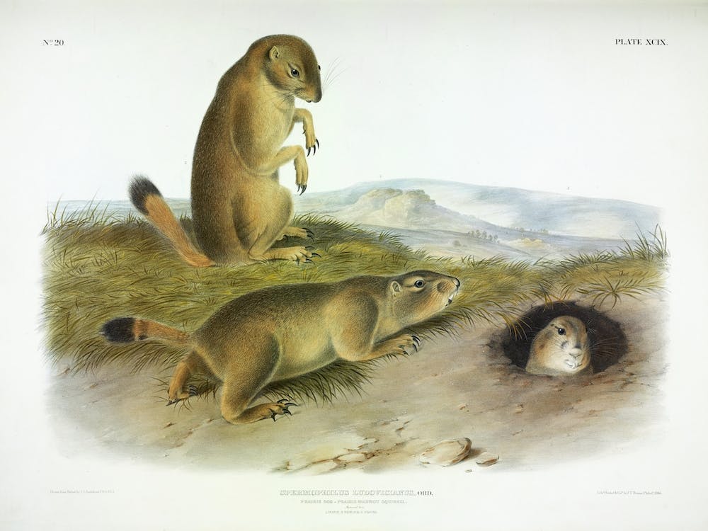 Prairie Dogs, John James Audubon