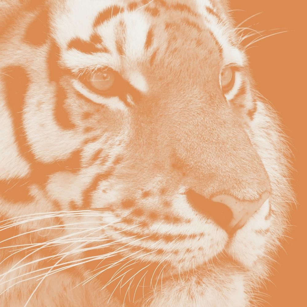 Tiger Pastel Salmon Square
