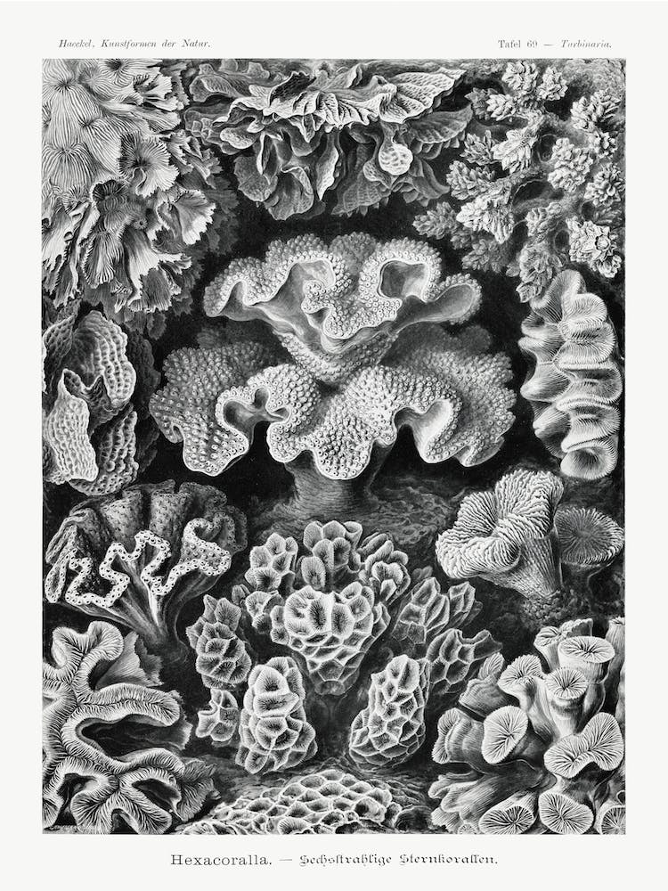Hexacoralla–Sechsstrahlige Sternkorallen, Ernst Haeckel