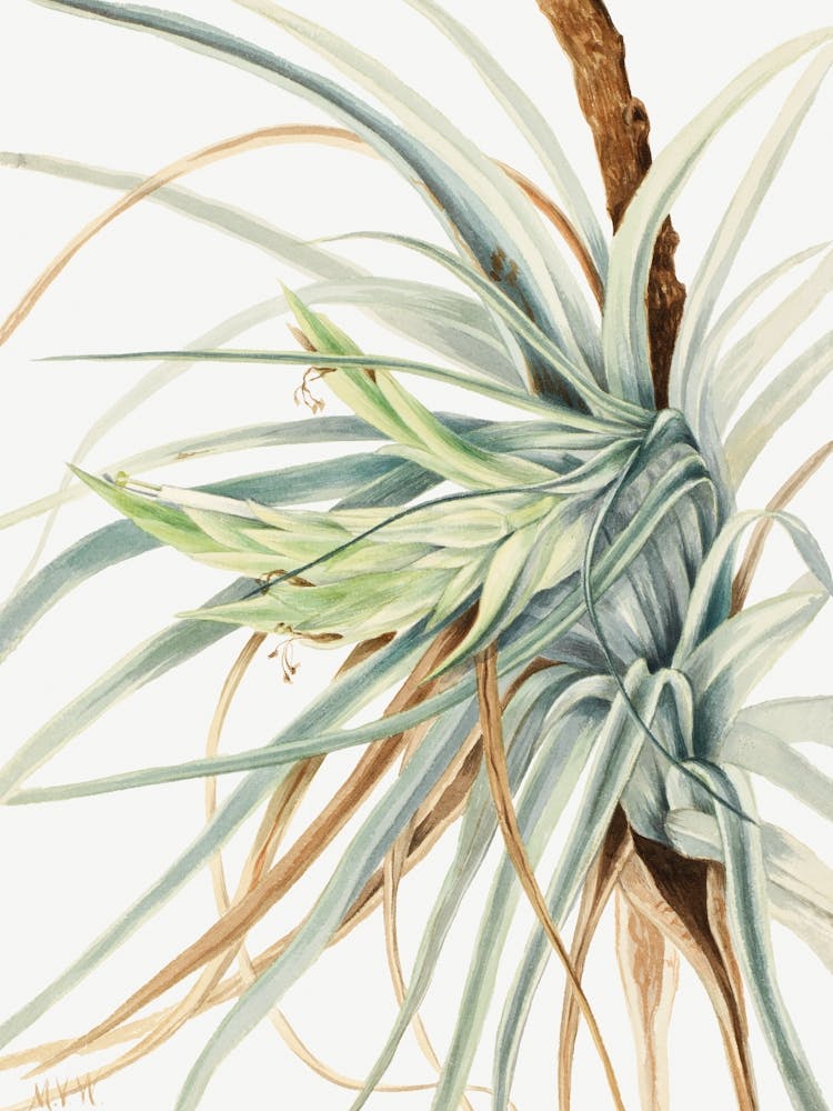 Vintage Botanical Mary Vaux Walcott _2732432