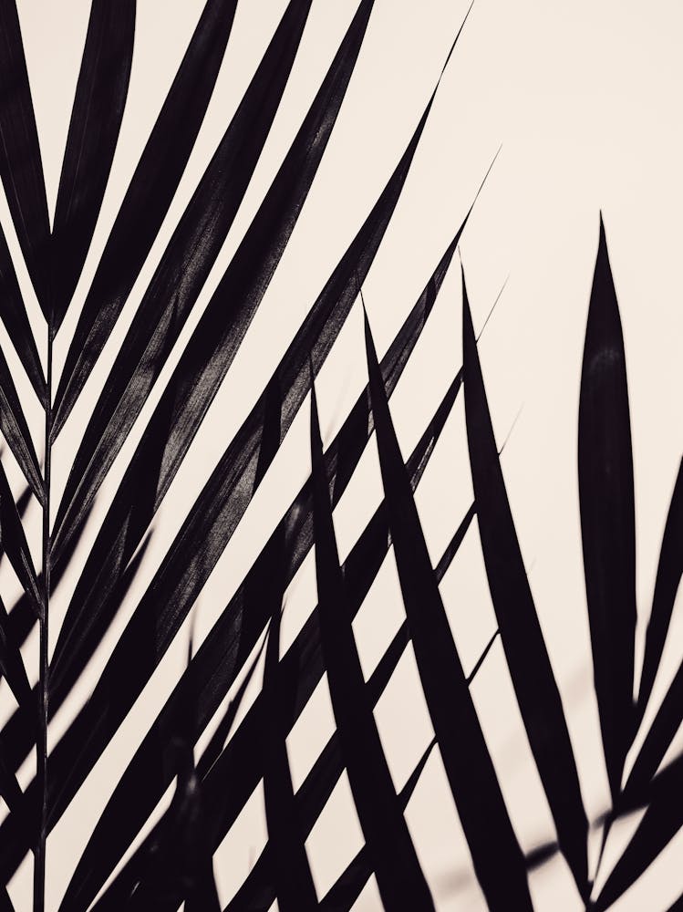 Palm Leaves Beige_2242707