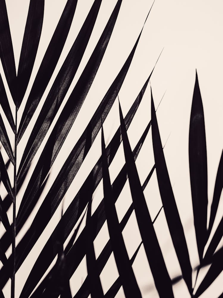 Palm Leaves Beige_2242707