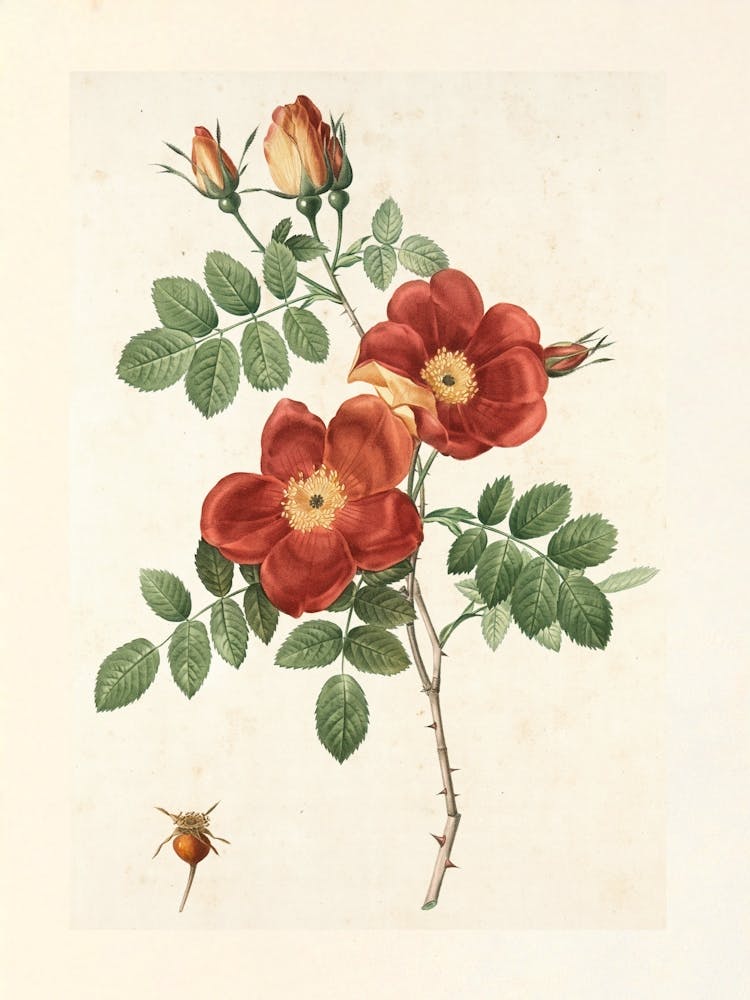 Vintage Retro Botanical Flower Illustration 4