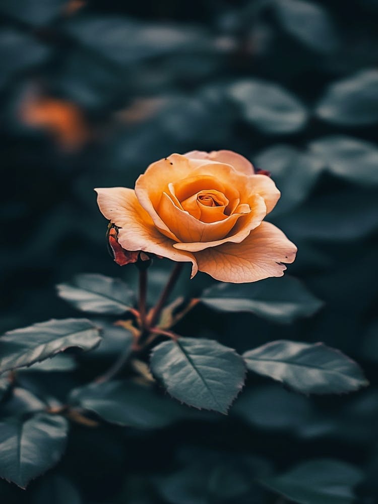 Yellow Rose