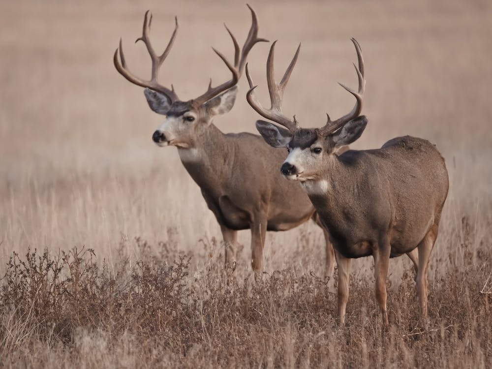 Pair Of Mule Deer