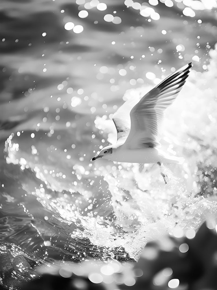 Black And White Seagull 1