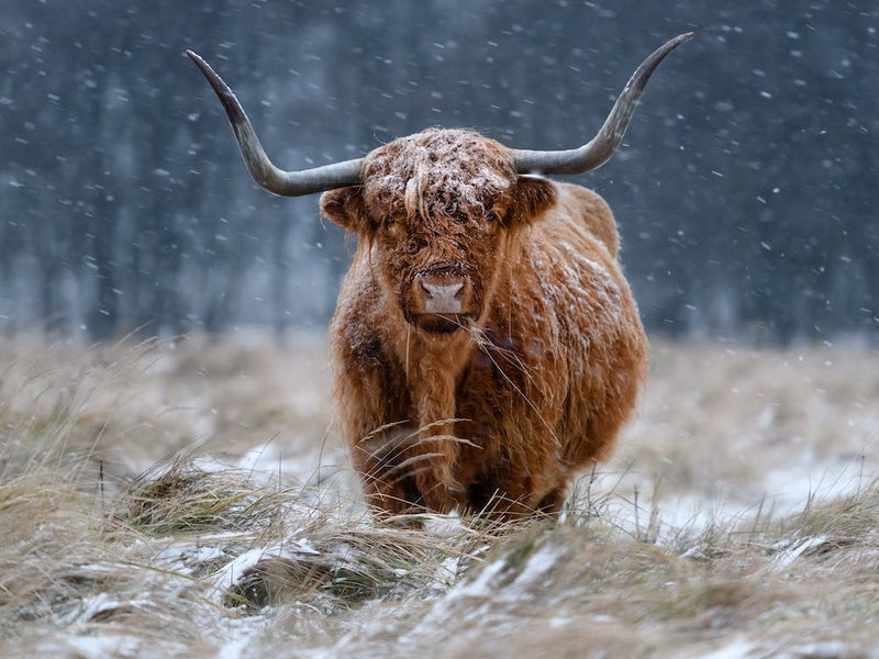 Snowy Highland Cow