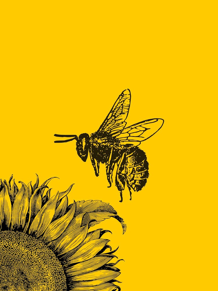 Bee And Sunflower