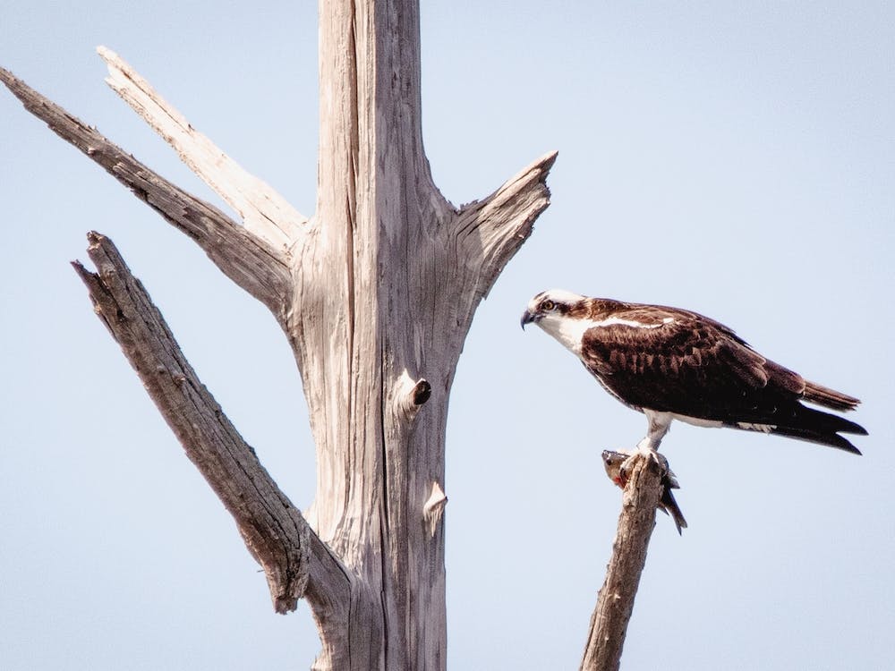 Sea Eagle Perched