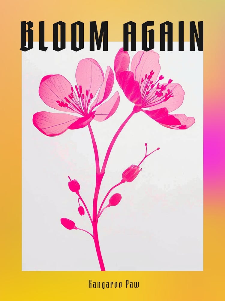 Hot Pink Kangaroo Paw Poster