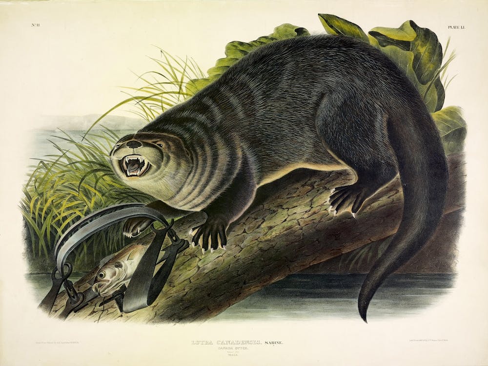 Canada Otter 1, John James Audubon