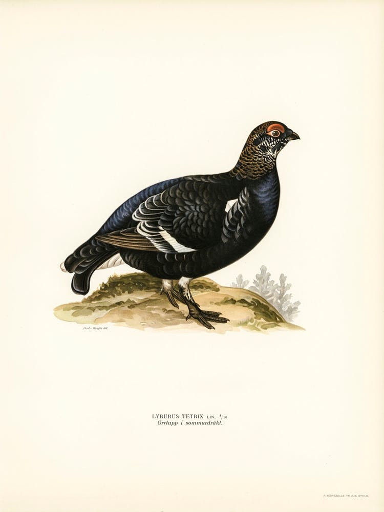 Black Grouse, The Von Wright Brothers