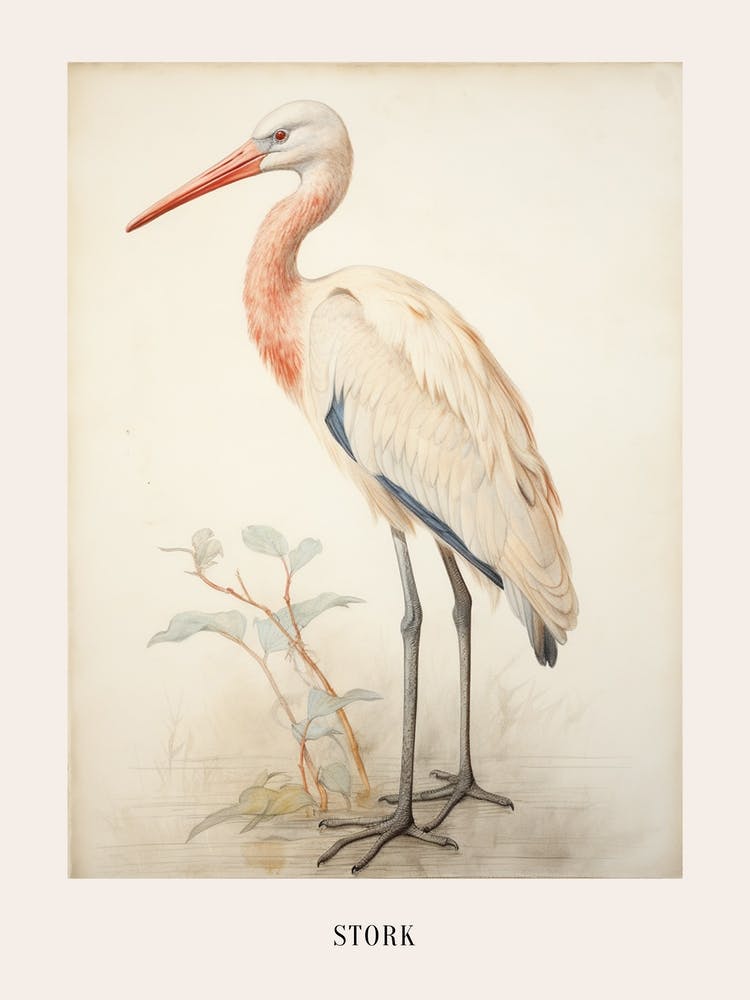 Dessin d'Oiseau Vintage Cigogne 1 Affiche