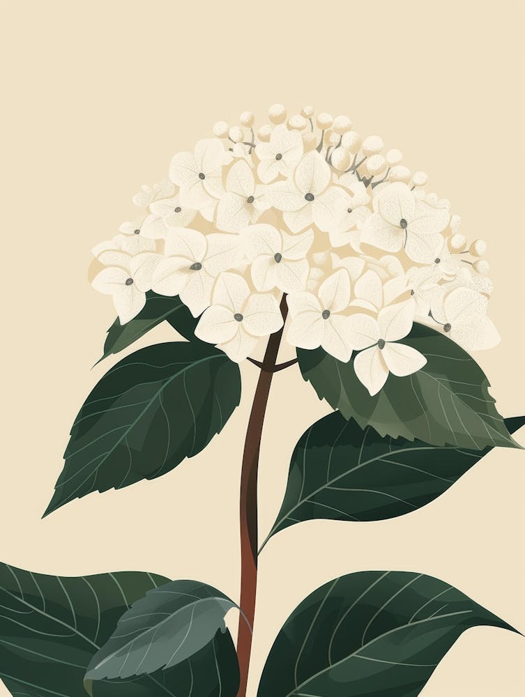 Hydrangea 8