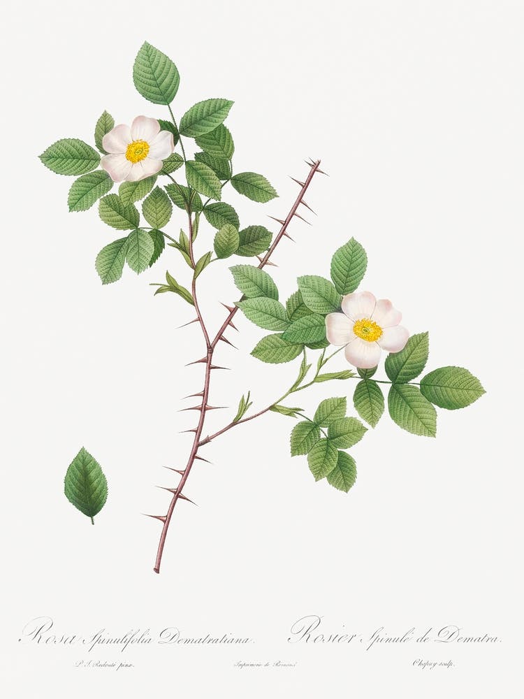 Spiny Leaved Rose Of Dematra, Pierre Joseph Redoute