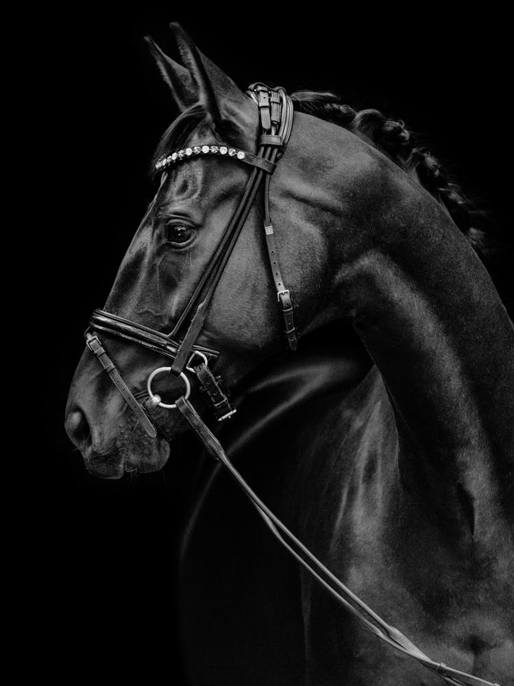 Black Horse