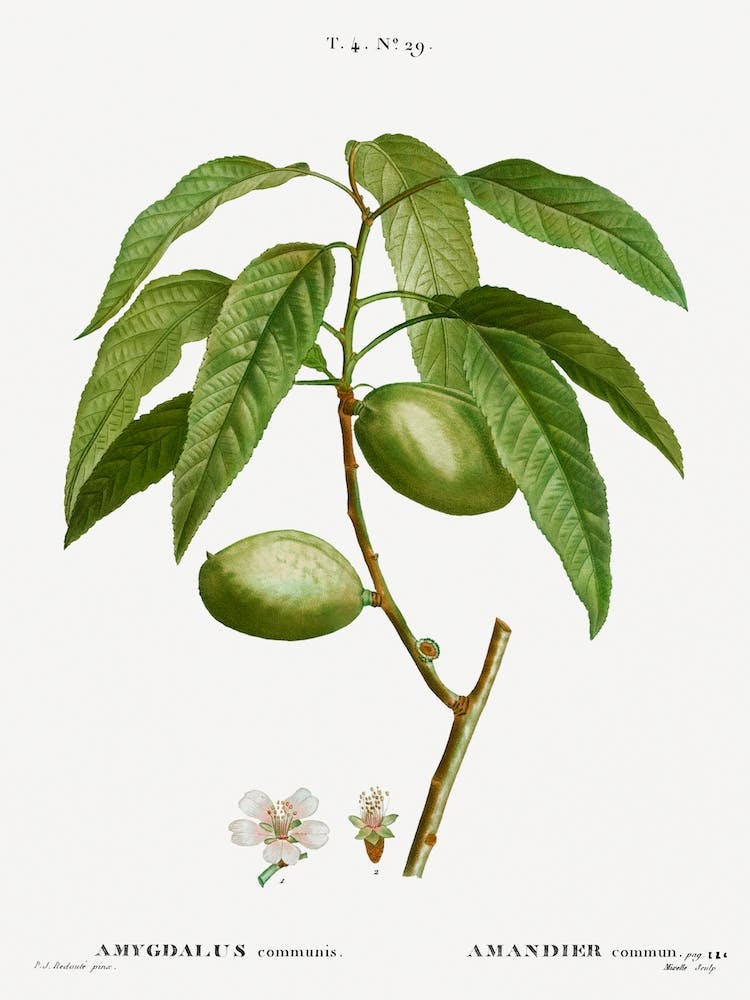Almond, Pierre Joseph Redoute